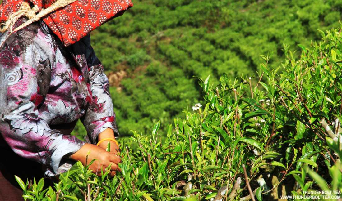 Exclusive Darjeeling Tea