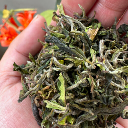 Giddapahar Jade Wonder, Darjeeling First Flush Tea