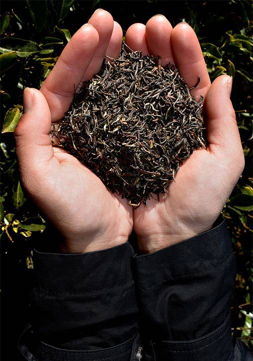 tea shop autumn tea online