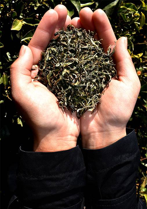 tea shop spring tea online