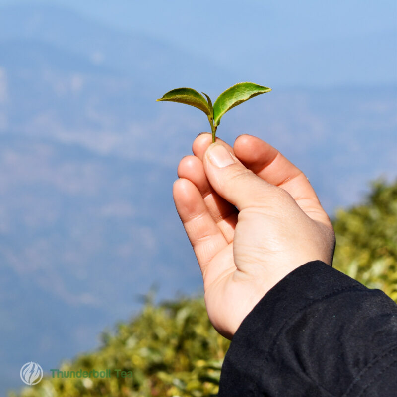 List of Darjeeling Tea Gardens and Estates
