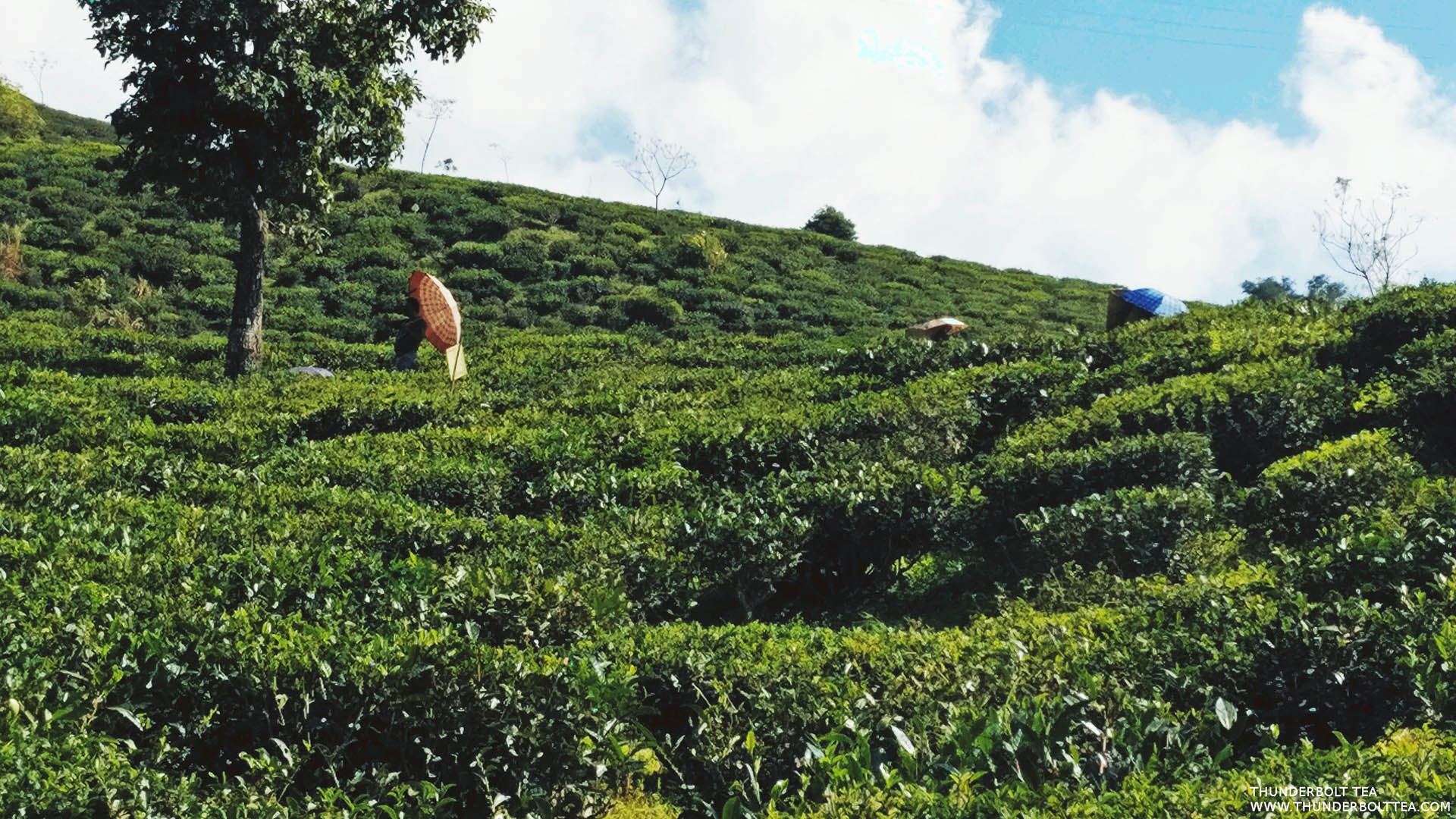 Lopchu Tea Estate