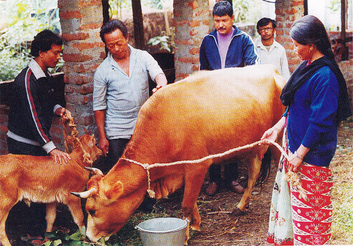 Makaibari Tea Online