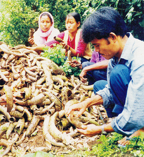 Makaibari Tea Estate Biodynamic Tea Demeter
