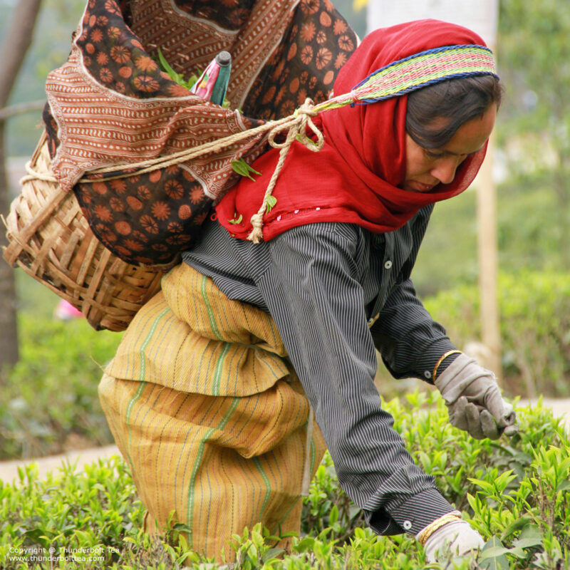 Divine Tea Collection