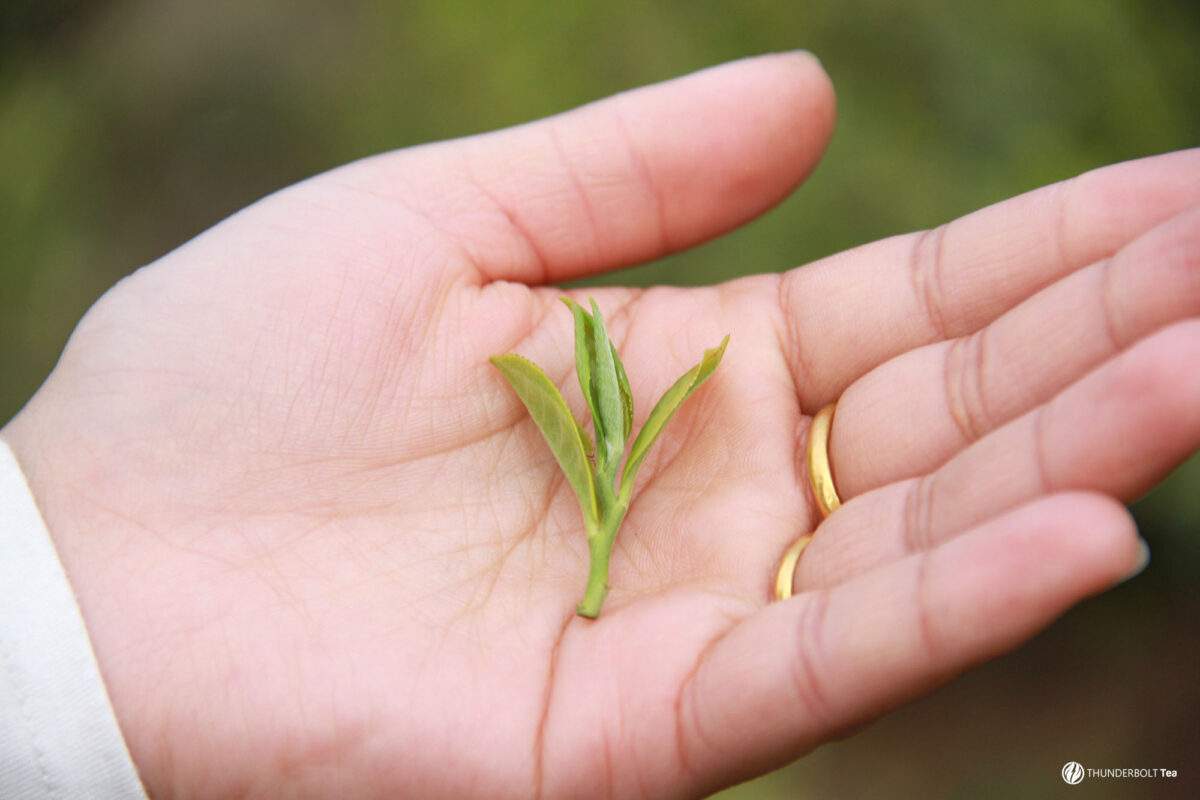 Darjeeling Tea Leaves Leaf