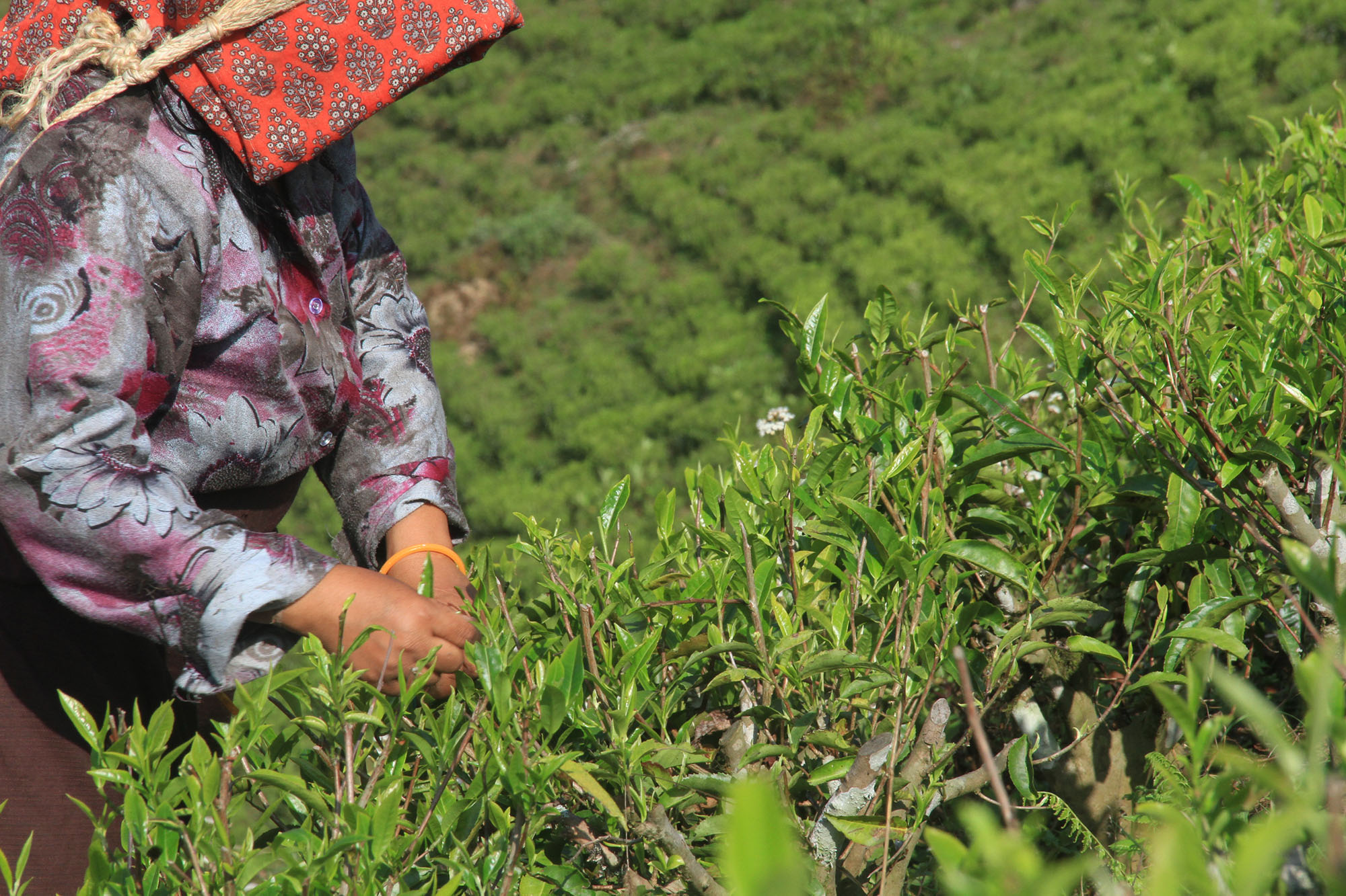 Tea Picking