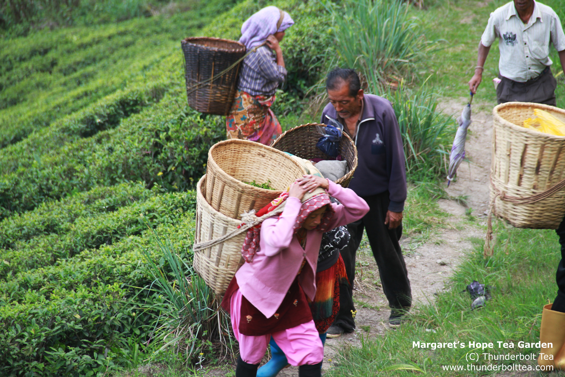 Margaret's hope Darjeeling Tea Garden