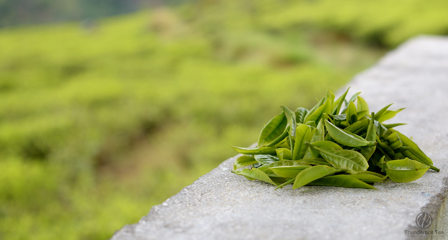 Darjeeling First Flush 2025 Tea