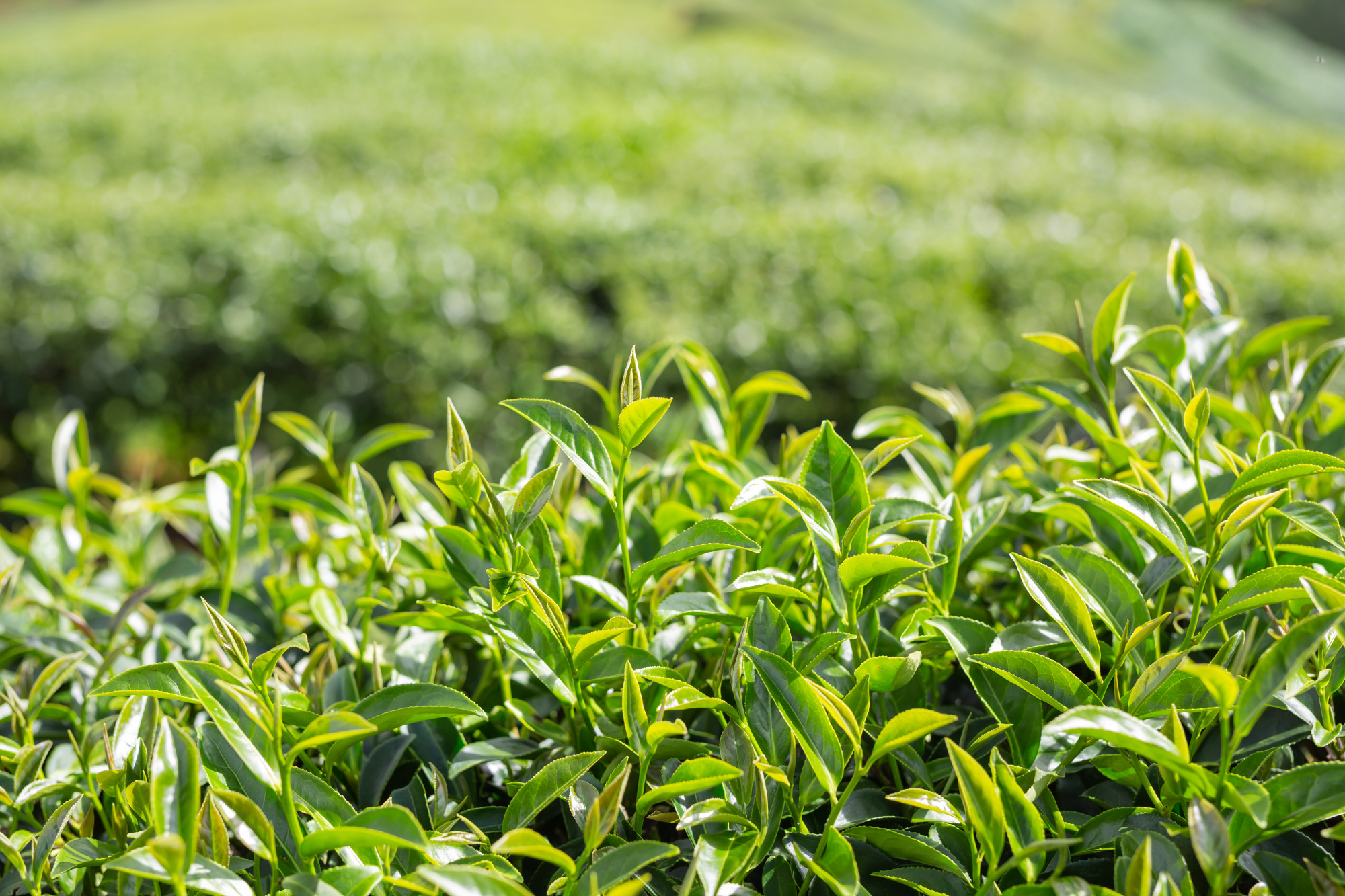 Darjeeling Tea Garden
