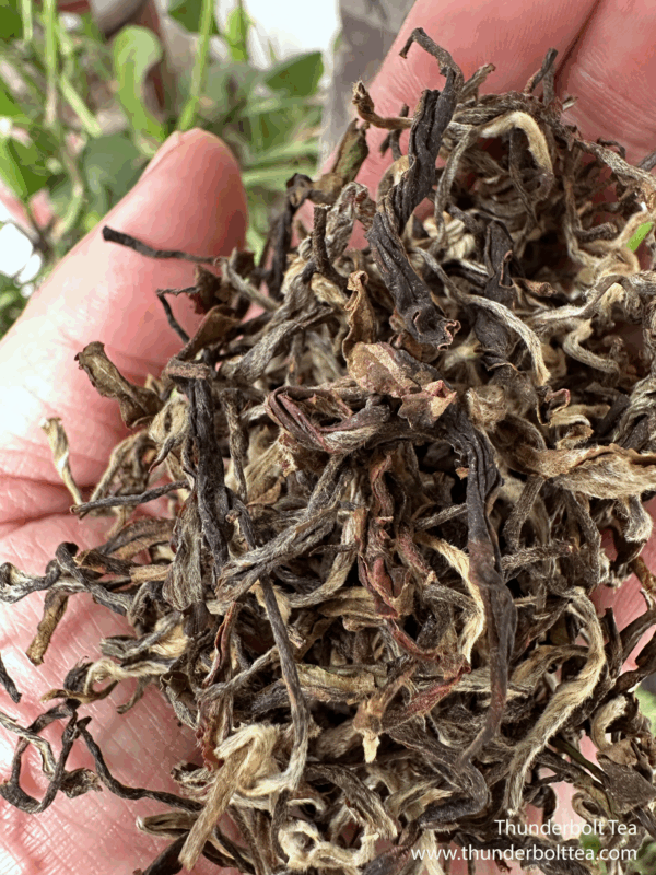Darjeeling Second Flush 2025 Tea