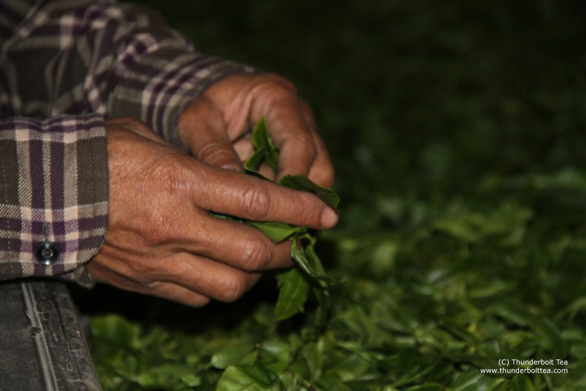 Thunderbolt Tea - Darjeeling Tea First Flush season photo