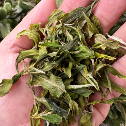 Arya Pearl Darjeeling White Tea