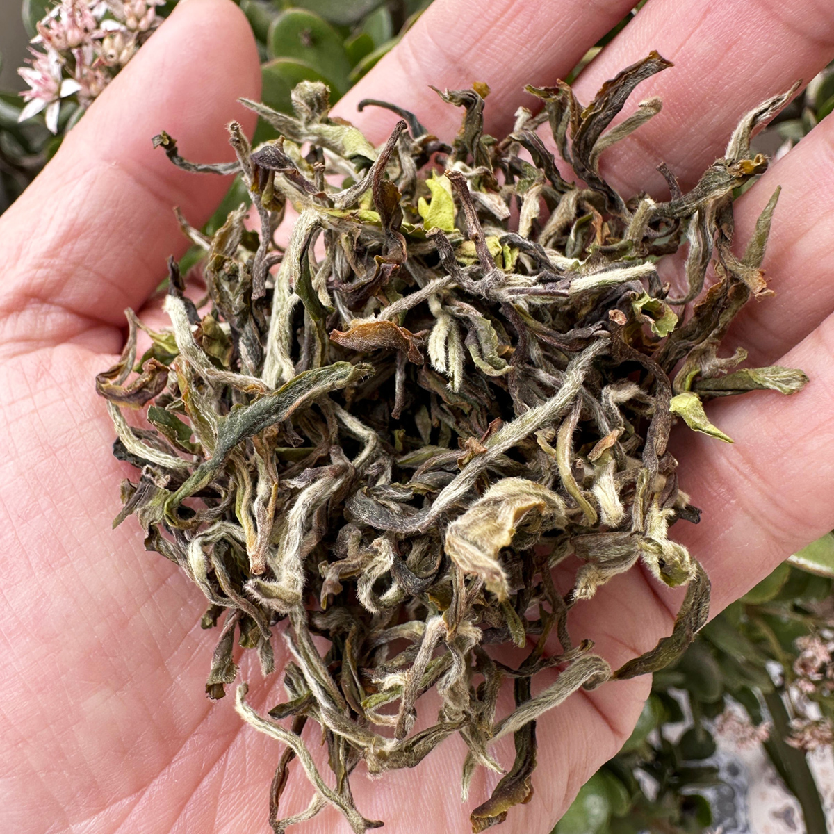 Arya Spring Elixir Tea, Darjeeling First Flush 2026