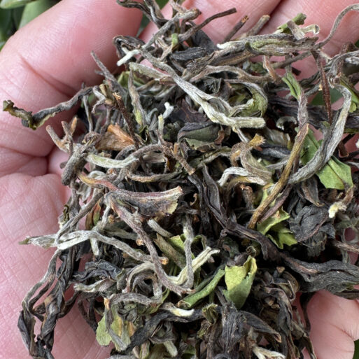 Darjeeling Sungma First Flush Tea