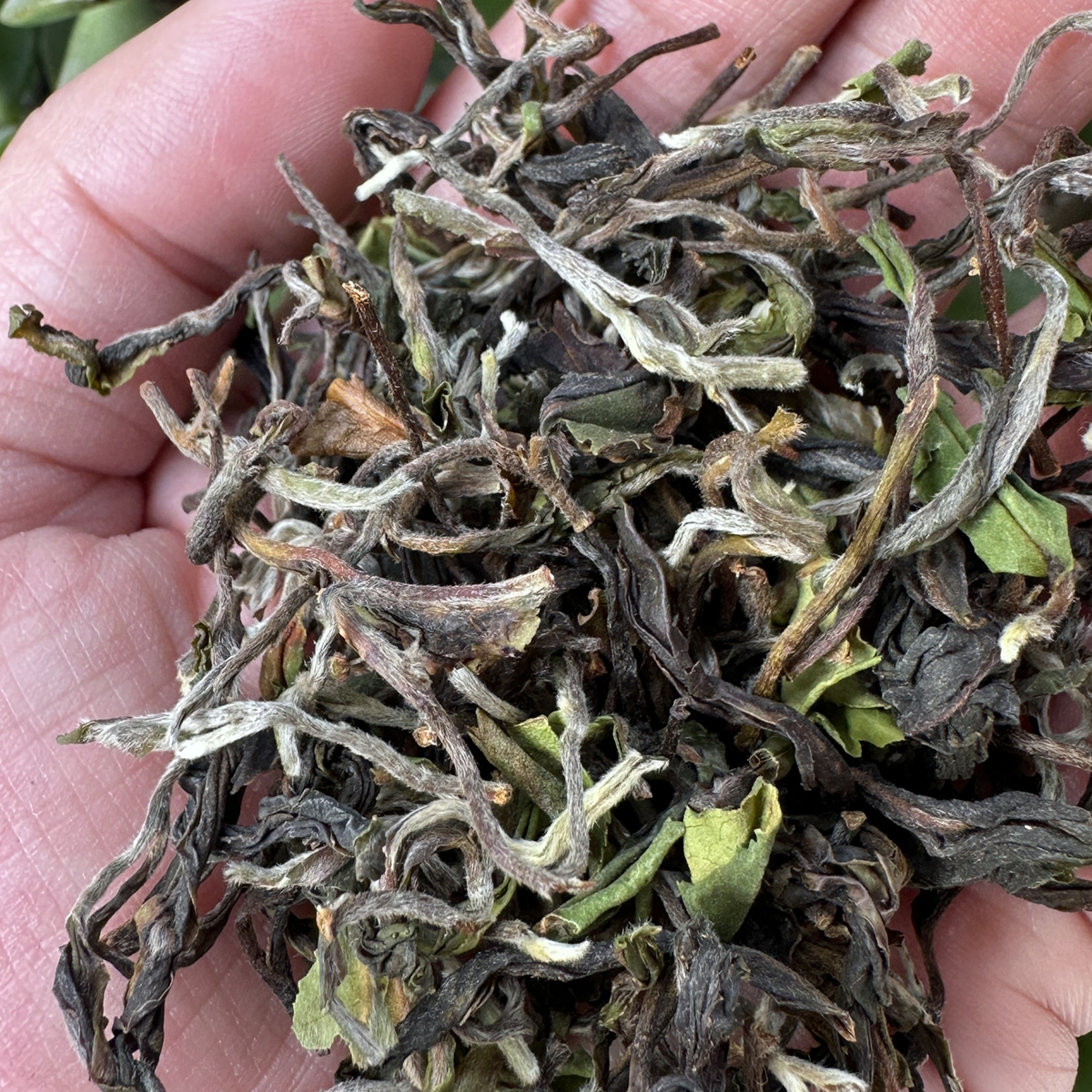 Darjeeling Sungma First Flush Tea