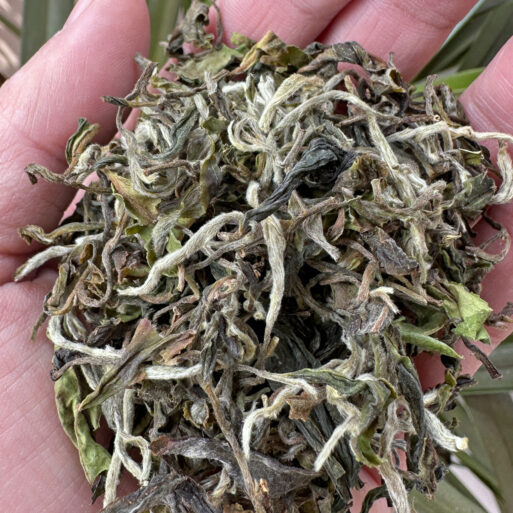 Thurbo Darjeeling Tea - Black Thunder, First Flush - dry tea leaves