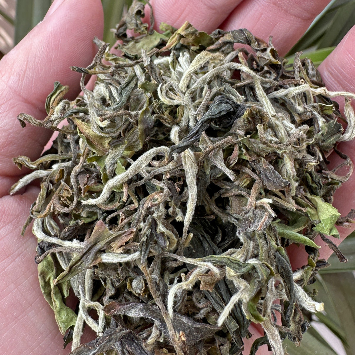 Thurbo Darjeeling Tea - Black Thunder, First Flush - dry tea leaves